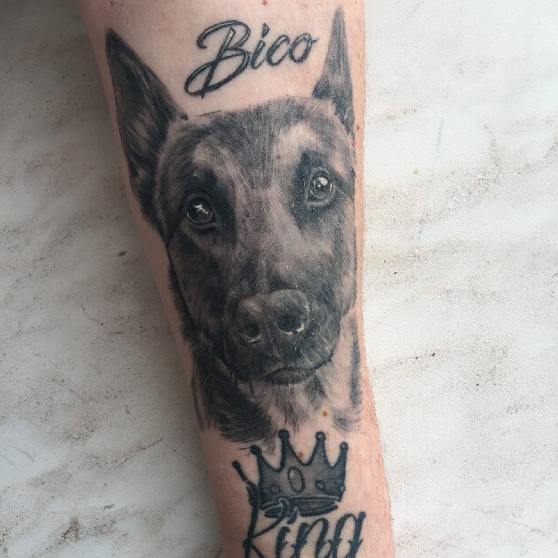 Realistisch portret van een Mechelse herder op een onderarm, met een naam erboven en een kroon eronder.